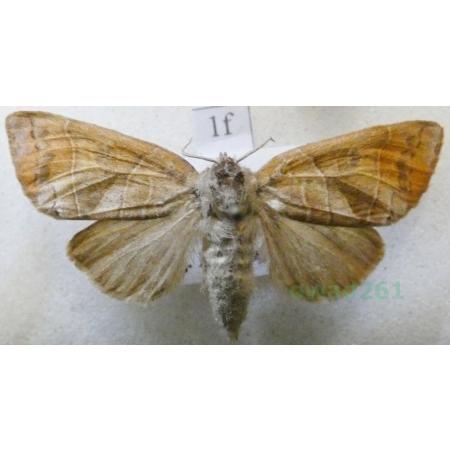 Clostera anastomosis (Linnaeus, 1758) female Wzjeżka wieszczyca Czech1f